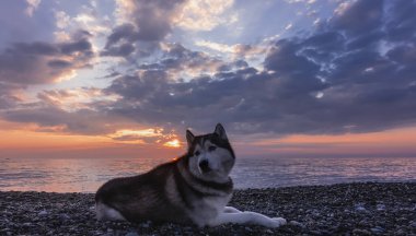 Günbatımı gökyüzü ve denizin arka planında Sibirya kurdu. Köpek bir çakıl taşının üzerinde yatıyor. Siyah beyaz tüylü, mavi gözlü. Güneş batıyor. Bulutlar turuncu, pembe, mavi.