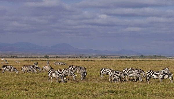 A herd of striped zebras grazes peacefully on the grass of the savannah. Mountains are visible in the distance, clouds in the sky. Summer day in Amboseli park. Kenya.