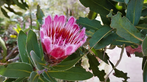 Protea Kwiat Bliska Południowoafrykańska Endemiczna Roślina Owalnymi Różowymi Płatkami Długimi — Zdjęcie stockowe
