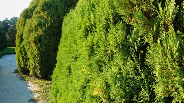 Detaily Návrhu Parku Evergreen Thuja Jsou Oříznuty Formě Obrovských Kuliček — Stock fotografie