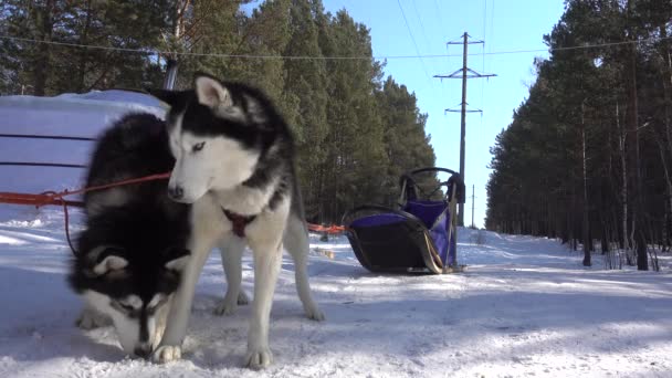 Two Siberian Huskies Harnessed Close Fluffy Black White Fur Blue — Stock Video