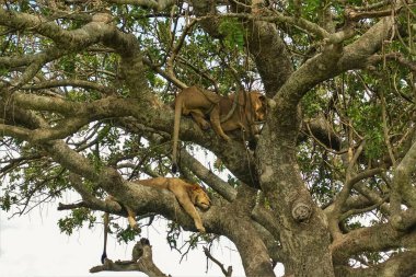 İki vahşi aslan bir ağacın kalın dallarında uyuyorlar. Kuyruklar ve pençeler sarkıyor. Her yerde yeşil yapraklar var. Kenya. Masai Mara Parkı.