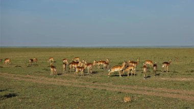 Bir vahşi impala antilop sürüsü Afrika ovasında toprak bir yolun yanında otluyor. Yeşil çimenler ufukta görünür. Mavi gökyüzü. Kenya. Masai Mara Parkı