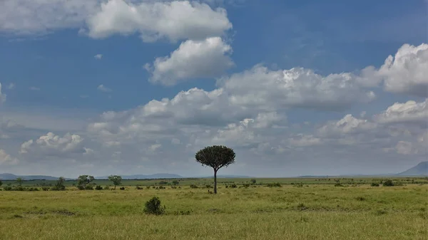 非洲稀树草原的典型景观 绿草伸展到地平线 在蓝天和云彩的衬托下 一棵风景如画的树 肯尼亚 Masai Mara公园 — 图库照片