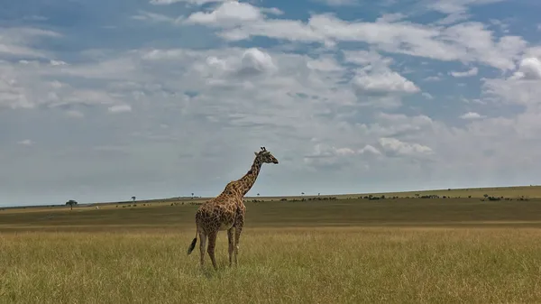 Eine Einsame Giraffe Steht Der Grenzenlosen Afrikanischen Savanne Das Vergilbte — Stockfoto