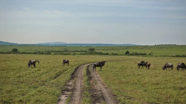 这条土路蜿蜒在无尽的非洲草原上 一群野兽在绿草上吃草 一只羚羊是在一个车辙 蓝天夏天的一天肯尼亚 — 图库照片