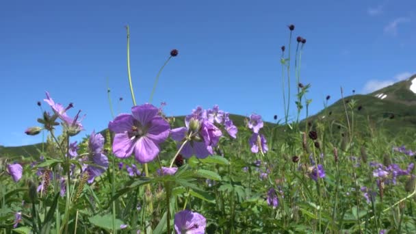 丁香野花在高山草甸的绿草间迎风摇曳 昆虫在花之间飞翔 晴朗的蓝天 堪察加半岛 — 图库视频影像