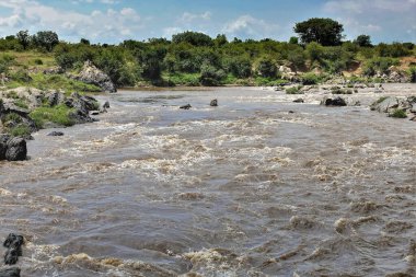 Afrika Mara Nehri yeşil bankalar arasında akar. Çamurlu su kaynıyor ve kayalarda köpükler var. Güneşli bir gün. Kenya.