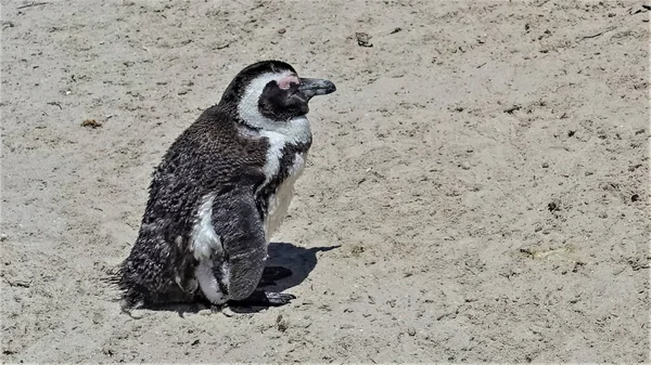 ケープタウンのボルダーズビーチの砂の上に野生のアフリカペンギンが座っています 黒と白の羽がフリル状になっている 目を閉じて 南アフリカ — ストック写真