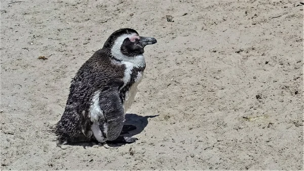 Vild Afrikansk Pingvin Sitter Sanden Boulders Beach Kapstaden Svarta Och — Stockfoto