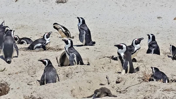 Afrikai Pingvinek Kolóniája Boulders Beach Cape Town Ban Felnőtt Fekete — Stock Fotó