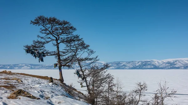 Uma Árvore Nua Encosta Nevada Ramos Estão Amarrados Com Fitas — Fotografia de Stock