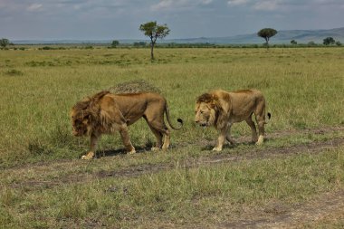 İki vahşi aslan sakince Afrika ovalarında toprak bir yolda yürüyor. Yan görüş. Etrafta yeşil çimenler var. Tek ağaçlar ve gökyüzüne karşı bir dağ sırası. Kenya. Masai Mara Parkı
