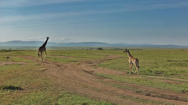 Une Mère Girafe Son Bébé Marchent Tranquillement Long Chemin Terre — Photo