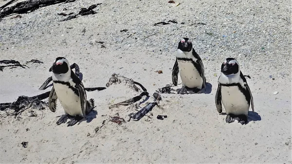Τρεις Αφρικανοί Πιγκουίνοι Στέκονται Στην Άμμο Της Παραλίας Των Ογκόλιθων — Φωτογραφία Αρχείου