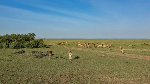 一条土路穿过无边无际的非洲草原 在路边 在绿草上 放着成群的羚羊 晴朗的蓝天 肯尼亚 Masai Mara公园 — 图库照片