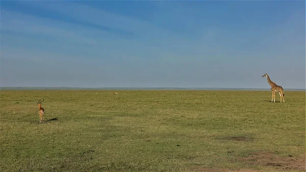 Καμηλοπάρδαλη Και Ιμπάλα Αντιλόπη Στέκονται Στην Απέραντη Αφρικανική Σαβάνα Κοιτώντας — Φωτογραφία Αρχείου