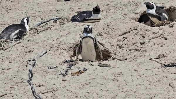 Afrikanska Pingviner Boulders Beach Kapstaden Svartvita Fåglar Ligger Sanden Och — Stockfoto