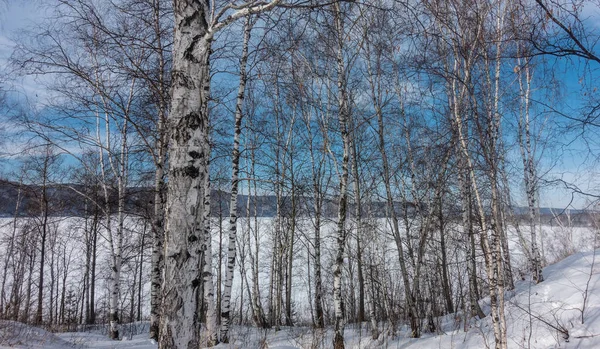 얼어붙은 기슭에 자작나무 있습니다 줄기와 얼음으로 뒤덮인 가지들 떨어져요 시베리아 — 스톡 사진