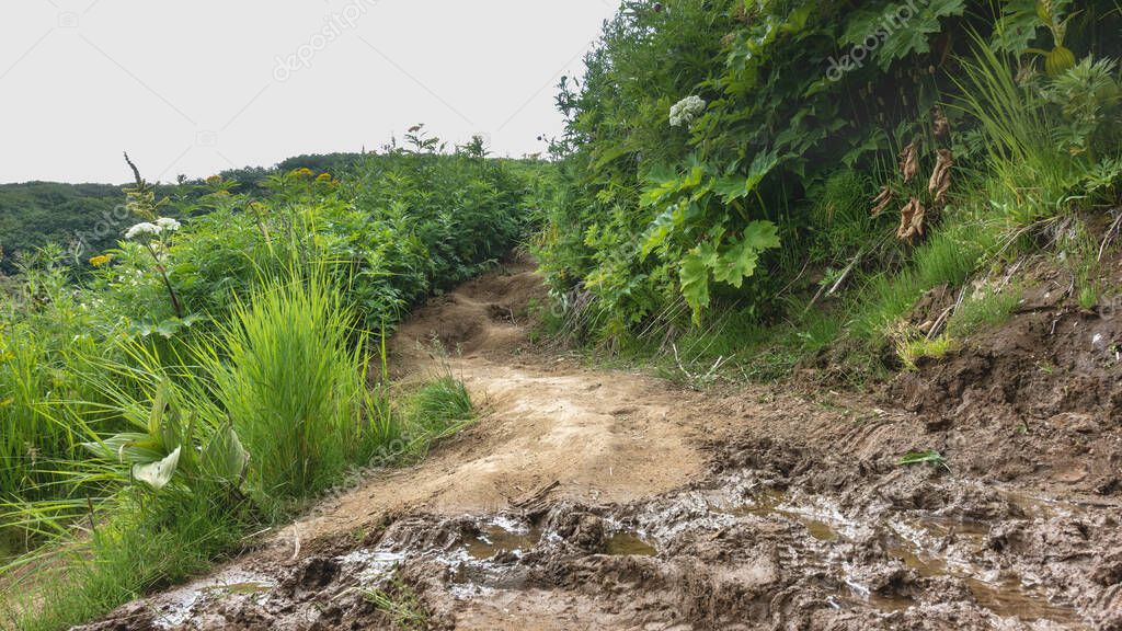 A dirt path winds along the mountain slope. Puddles on clay soil. On the roadsides lush green vegetation, wildflowers. Kamchatka