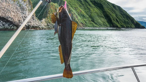 Freshly Capturado Robalo Close Aletas Espinhosas São Visíveis Uma Vara — Fotografia de Stock