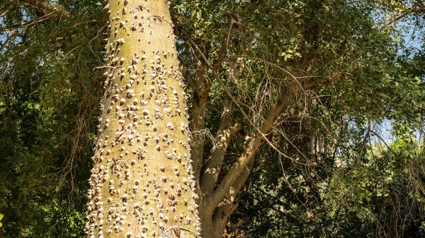 Kmen Stromu Ceiba Pokryt Bodavými Trny Detailní Záběr Pozadí Husté — Stock fotografie