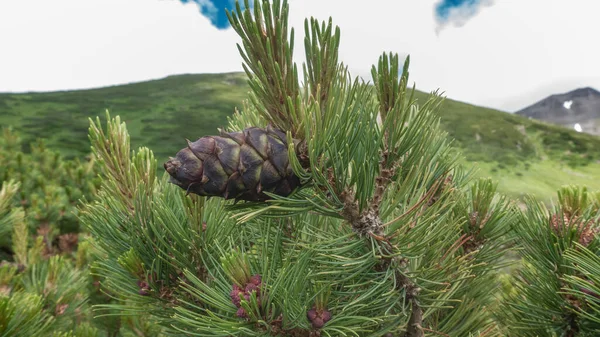 Sedir Elfinin Dallarında Genç Bir Koni Yakın Plan Pullar Görünür — Stok fotoğraf