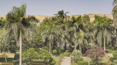 Aswan 'daki Kitchener Adası' ndaki Botanik Bahçesi. Palmiye ağaçları, çiçek açan çalılar sokak boyunca büyür. Bereketli yeşil bitki örtüsü ve çöl kumulları mavi gökyüzü arka planına karşı. Mısır