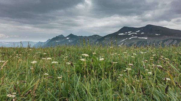 高山草原の緑豊かな緑の草の中に白い野花を咲かせます 曇り空に対する絵のような山の範囲 斜面に雪のパッチ カムチャツカ — ストック写真