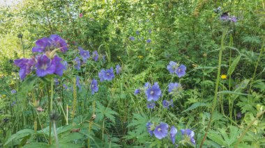 Uzun saplı mor kır çiçekleri çayırda açar. Her yerde yemyeşil çimenler var. Güneşli bir yaz günü. Kamçatka..