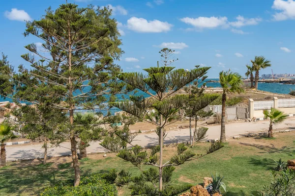 Araucaria Heterophylla Pino Norfolk Palme Crescono Nel Parco Montazah Sulla — Foto Stock