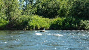 Nehir kıyısında yemyeşil bitkiler yetişir. Çimenler, çalılar. Mavi suda küçük dalgalar ve köpük. Bir kuş bir kayanın üzerinde oturuyor. Kamçatka.