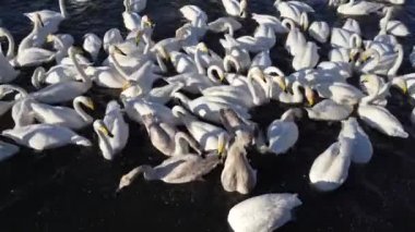 Bir beyaz ve gri kuğu sürüsü berrak mavi suyla bir gölde beslenir. Kuşlar yiyeceği gagalar, birbirlerini iterler. Altai. Svetloye Gölü