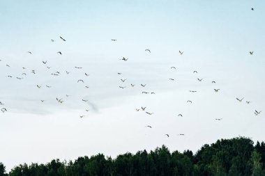 Yazın bulutlu gökyüzünde birçok martı