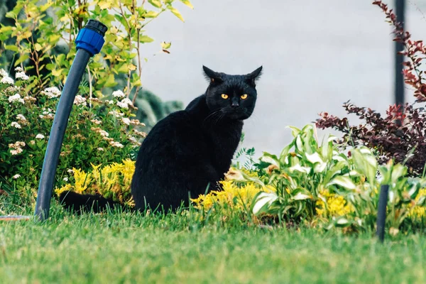 Zwarte Kat Het Gras Zomer — Stockfoto