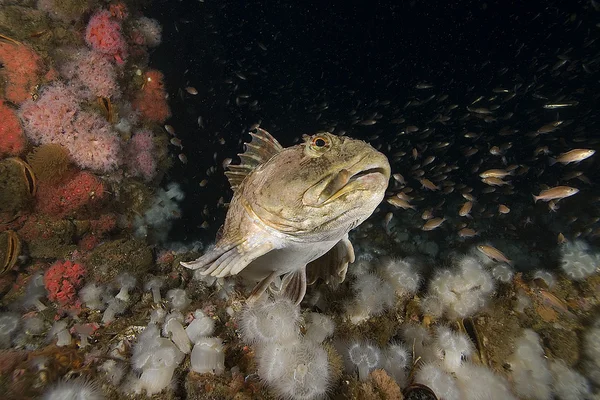 Cabezon at Oil Rig — Stock Photo, Image