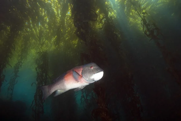 Sheephead w lesie wodorostów — Zdjęcie stockowe