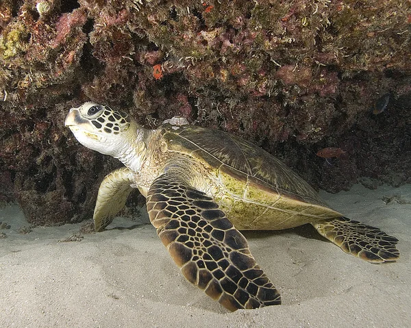 Hawaii kaplumbağa — Stok fotoğraf