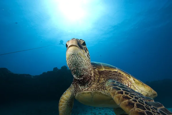 Tartaruga no recife do Havaí — Fotografia de Stock