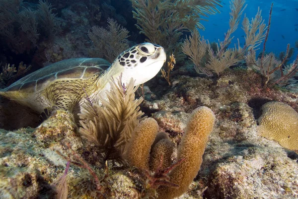 Tortuga en el arrecife de melaza — Foto de Stock