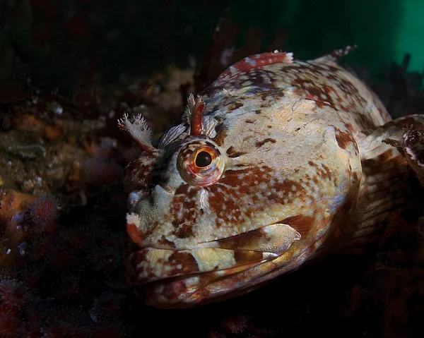 Cabezon on San Miguel Island reef — Stock Photo, Image