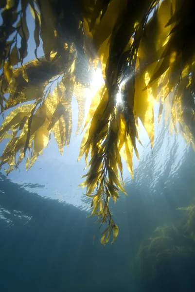güneş ışığı altında varek