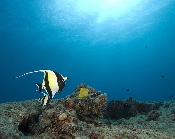 Pesci tropicali sulla barriera corallina delle Hawaii — Foto Stock