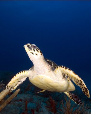 Resif üzerinde turtle