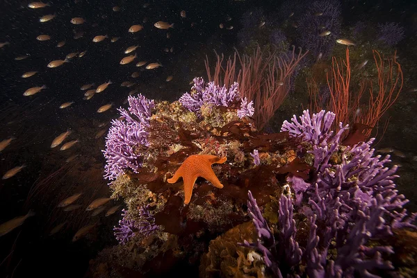 Estrella de mar e hidrocoral púrpura — Foto de Stock