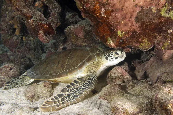 Tartaruga nascosta alla barriera corallina delle Hawaii — Foto Stock