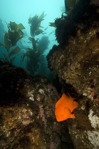 Garibaldi nuota nella barriera corallina dell'isola di Anacapa — Foto Stock