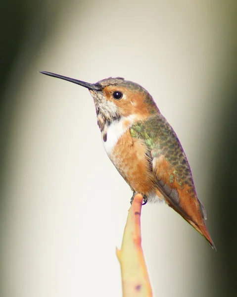 Beija-flor — Fotografia de Stock