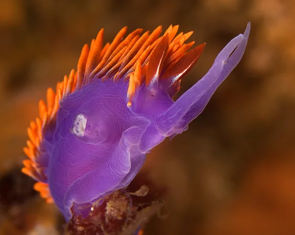 Châle espagnol Nudibranch — Photo