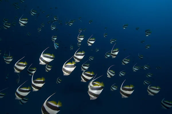 Melek balığı Okulu — Stok fotoğraf